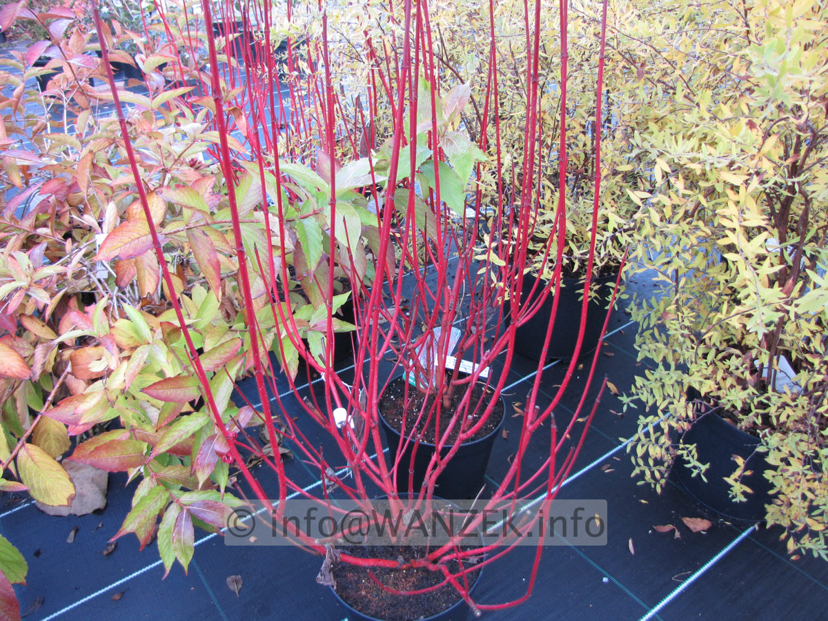 Cornus alba Sibirica - Holz.JPG